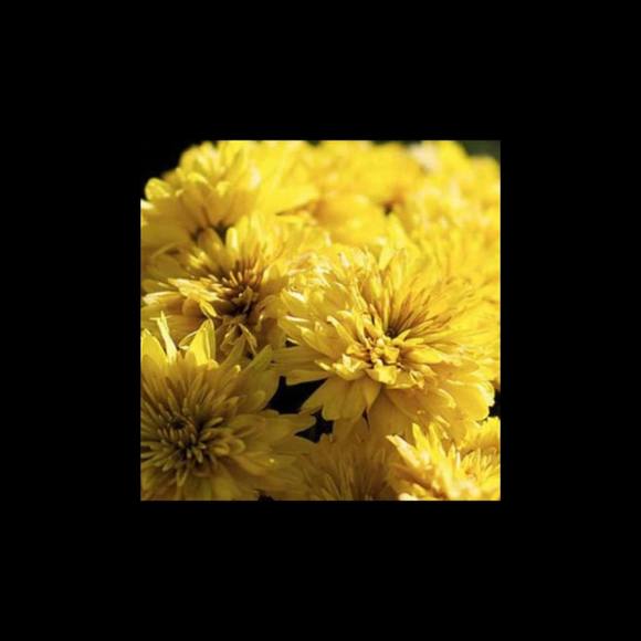 Meet your Posher, Randy - Picture 1 of 1